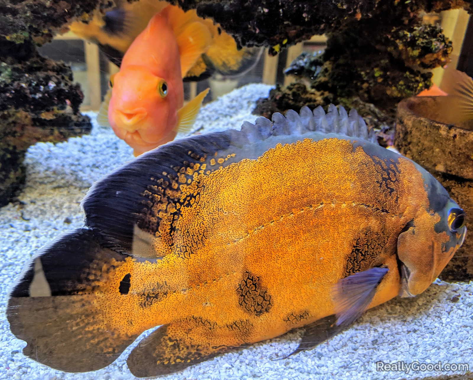 FIsh tank