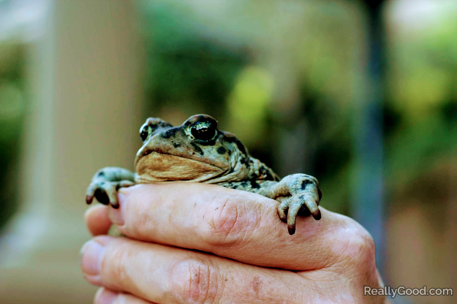 Frog