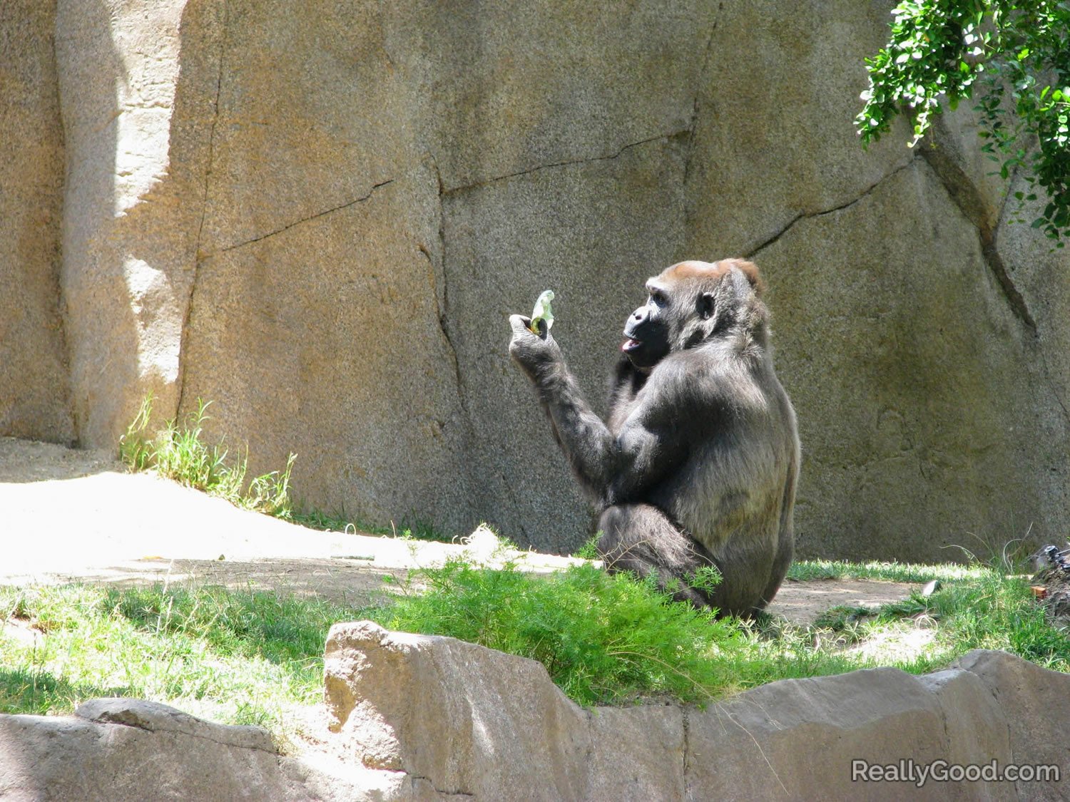 Gorilla