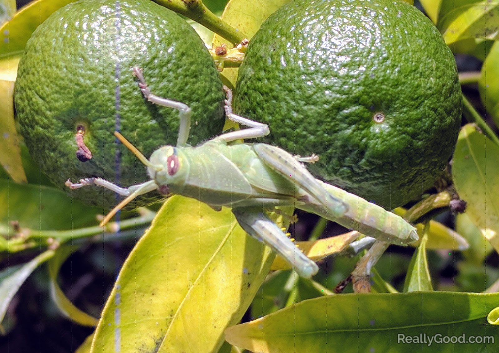 Grasshopper