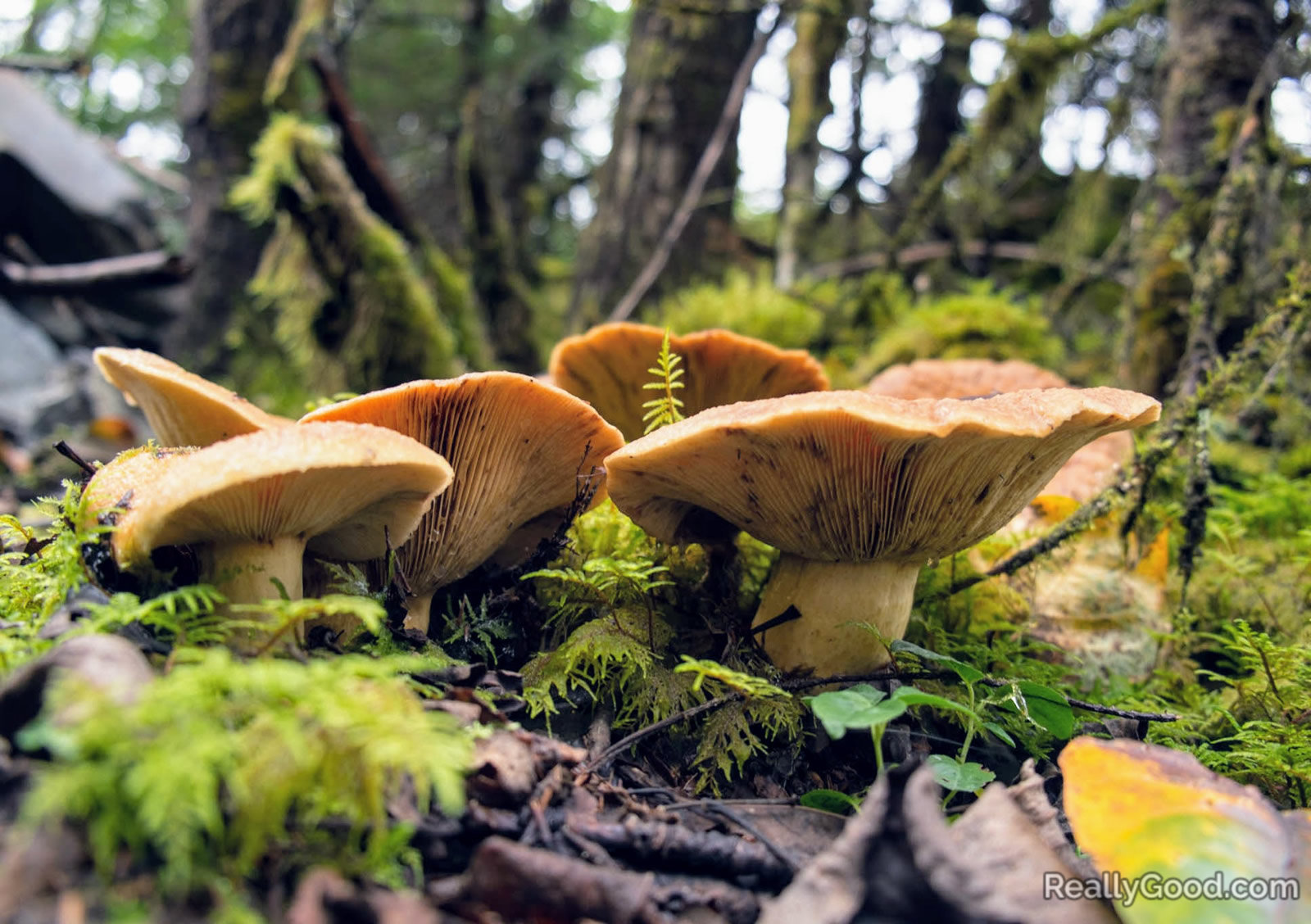 Lactarius fungi