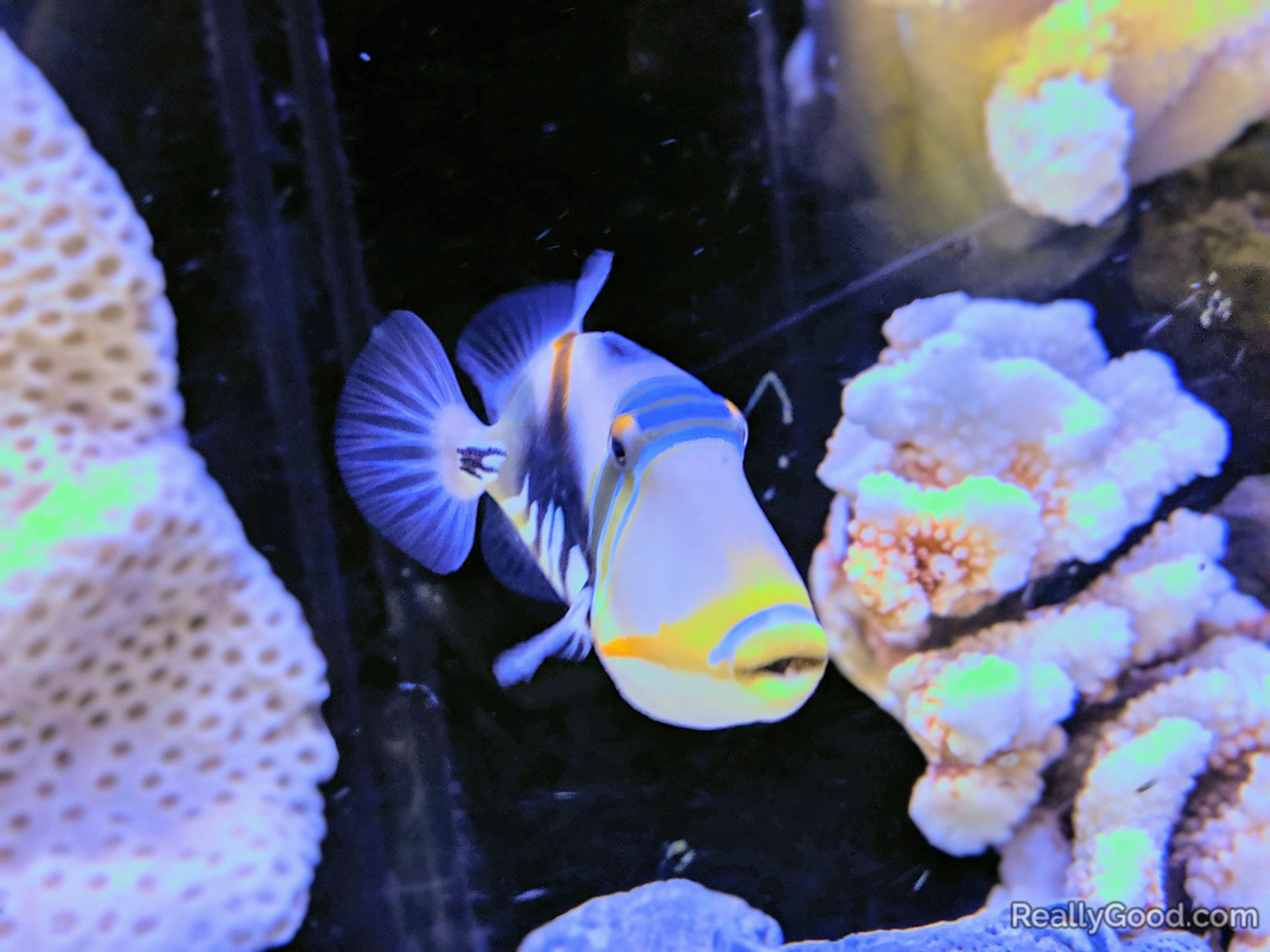Lagoon triggerfish