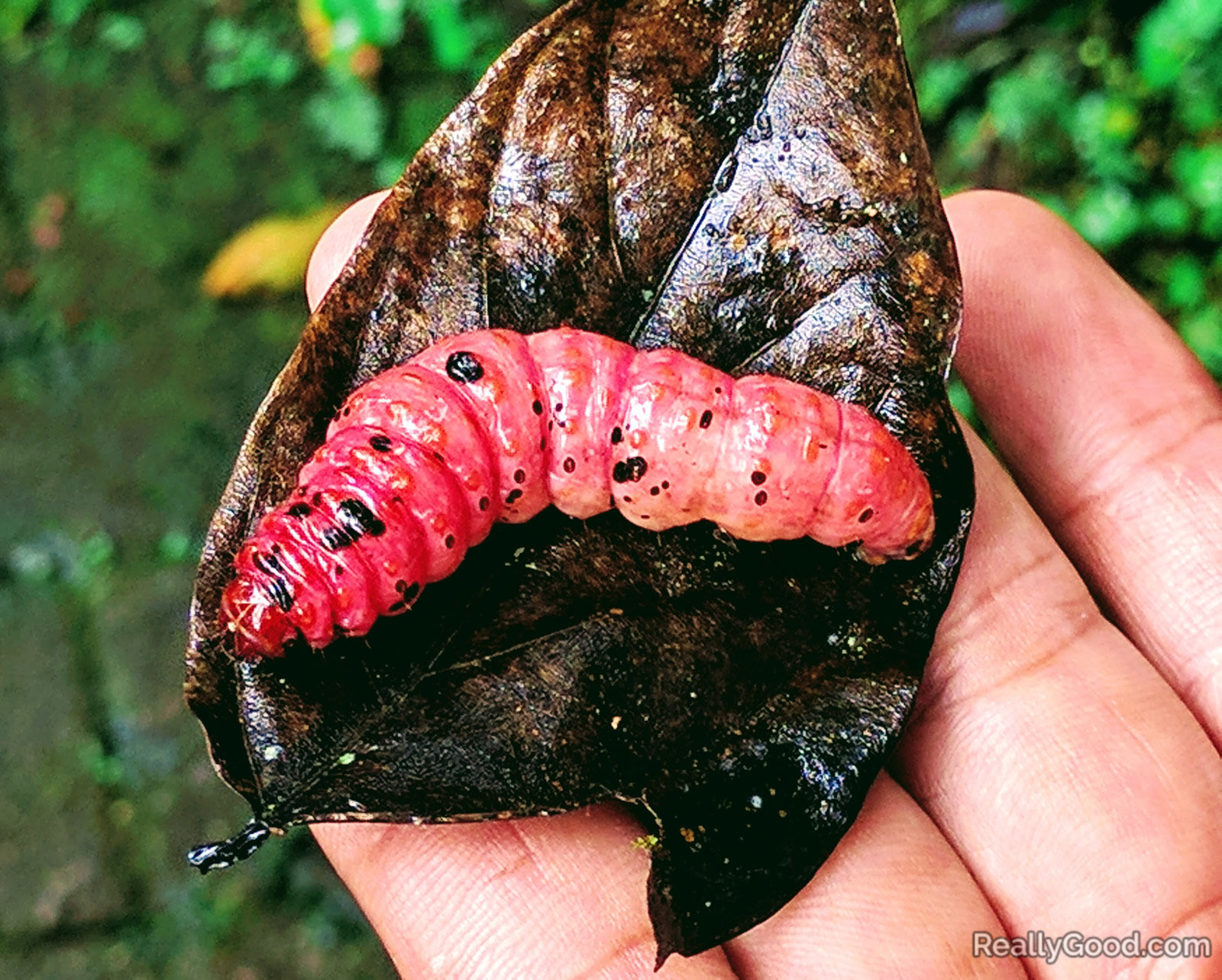 Larva