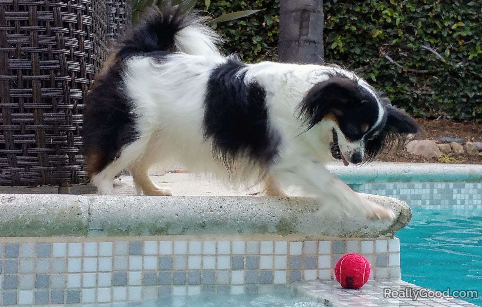 Our dog Lola playing