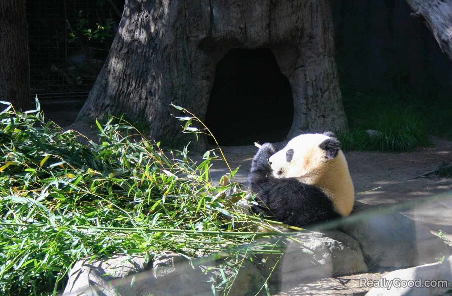 Panda