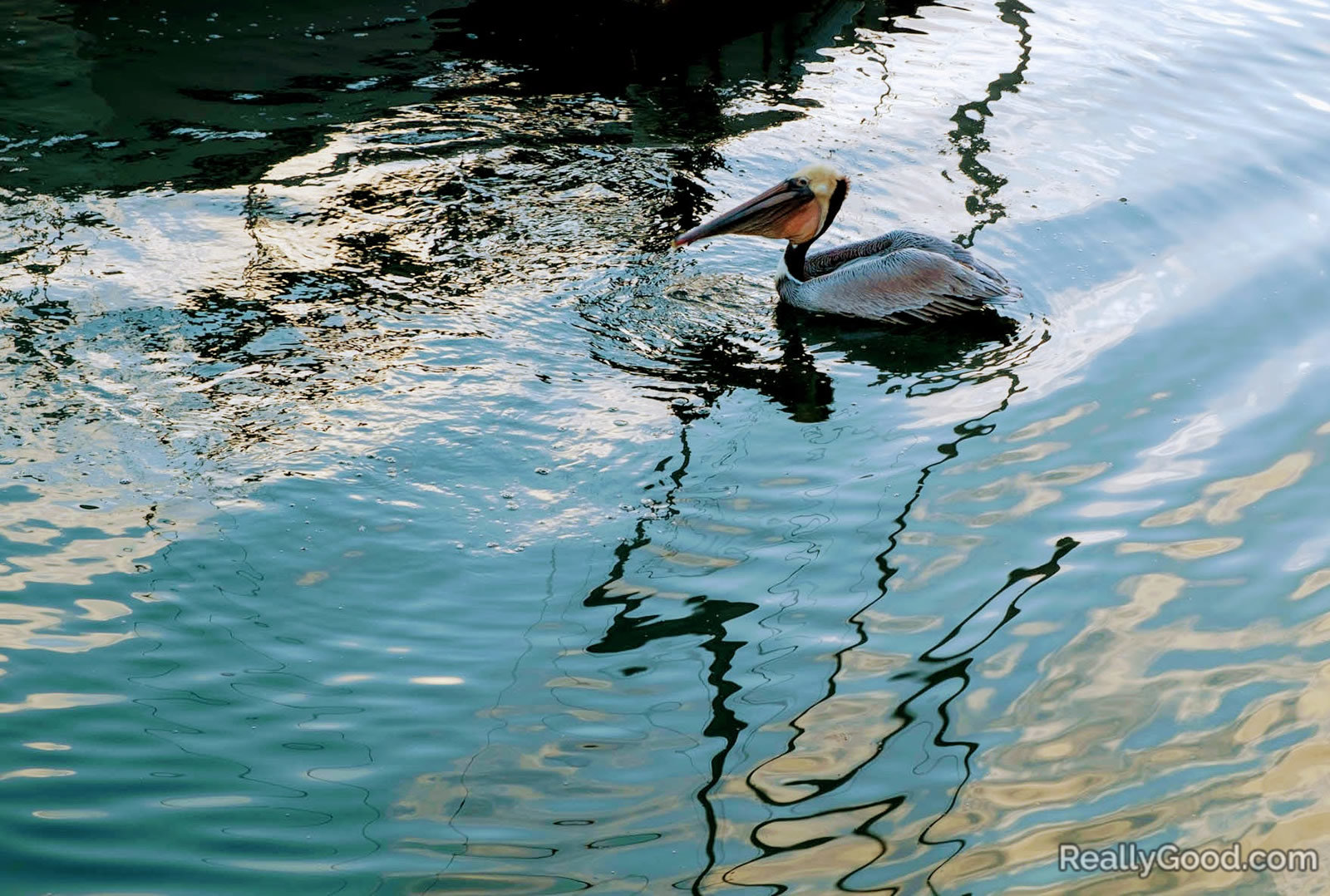 Pelican