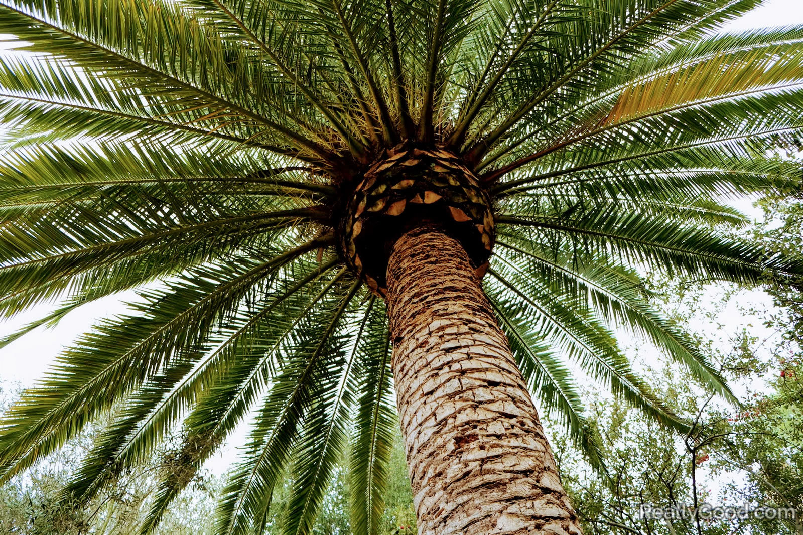 Phoenix canariensis