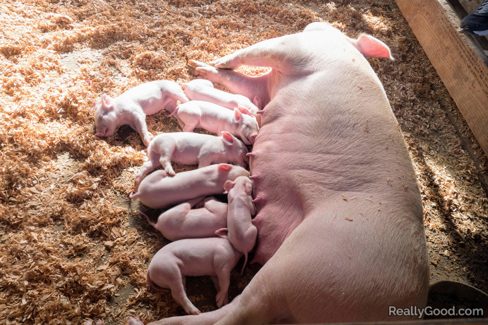 Piglets
