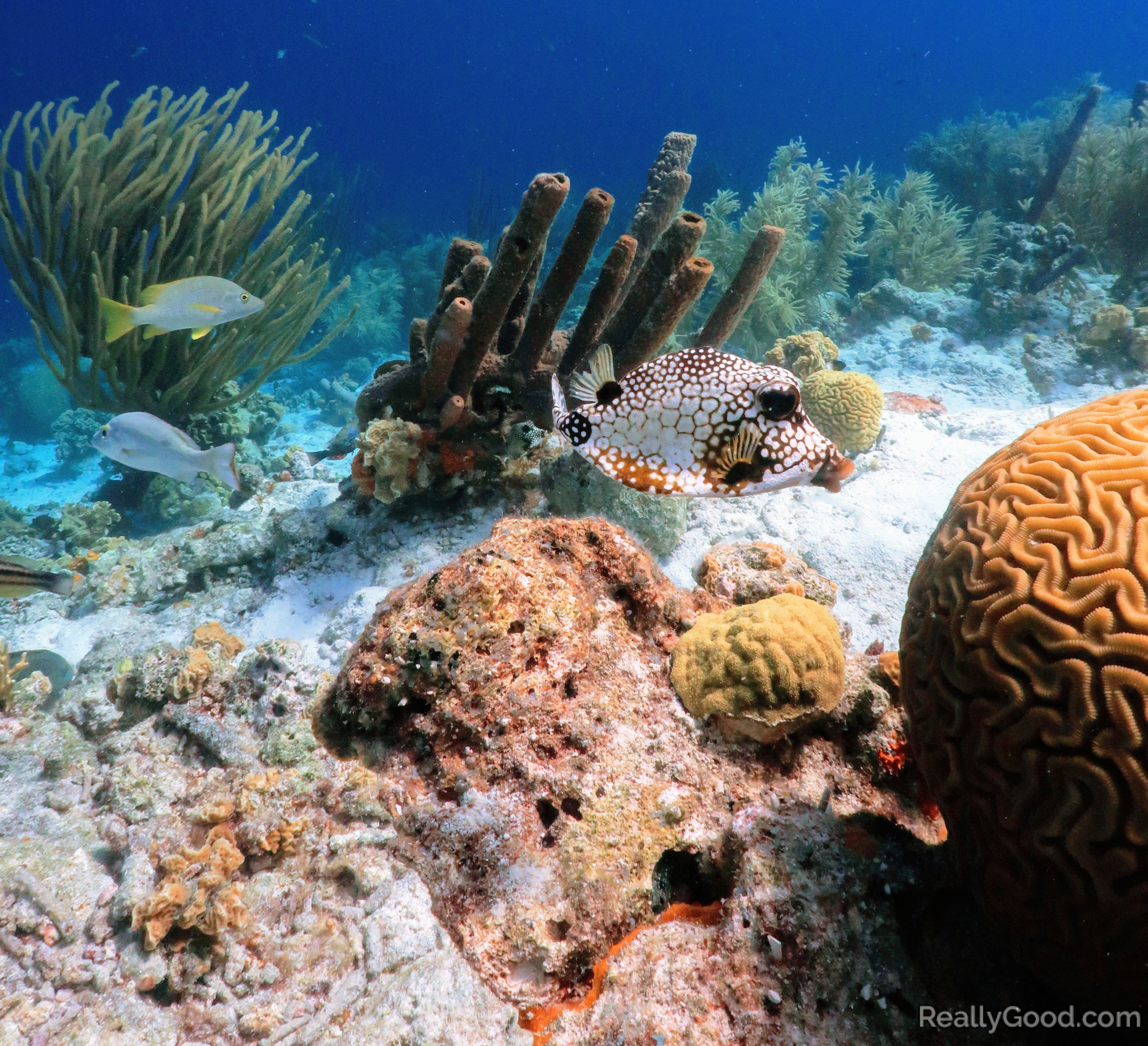 Pufferfish in Klein, Bonaire