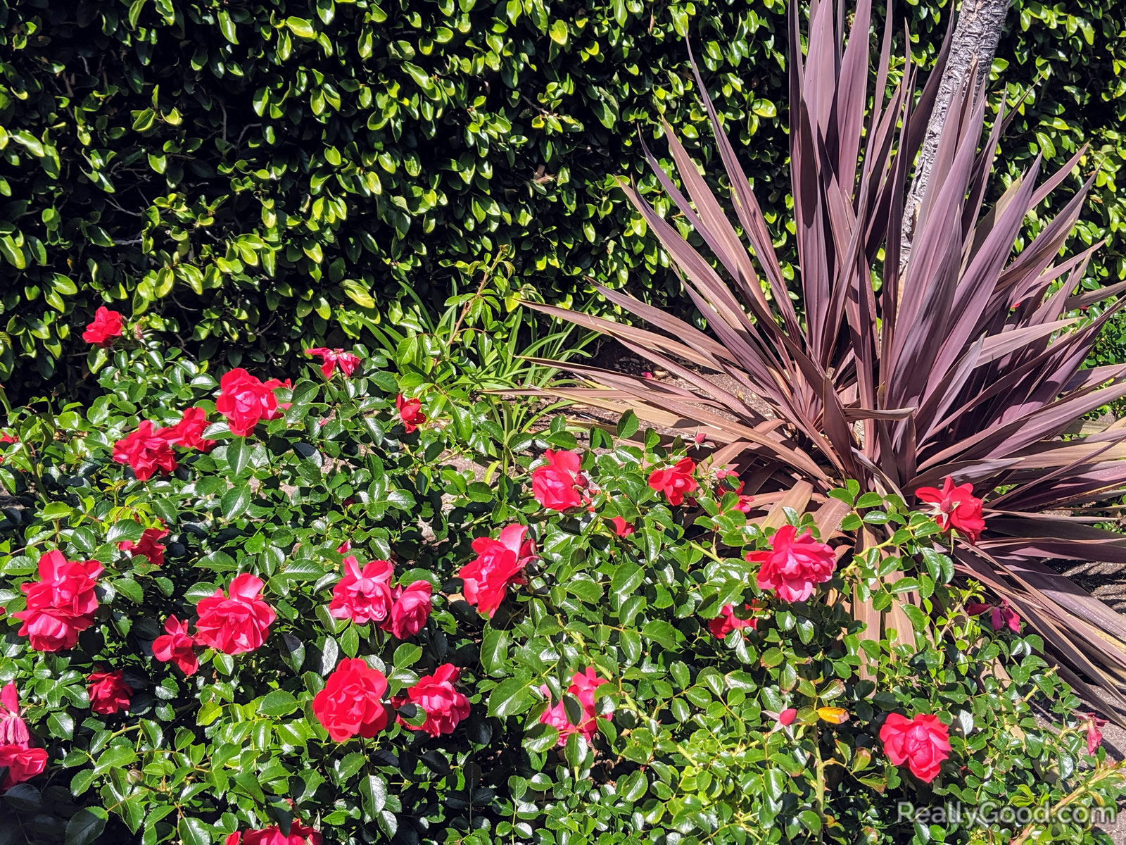 Roses