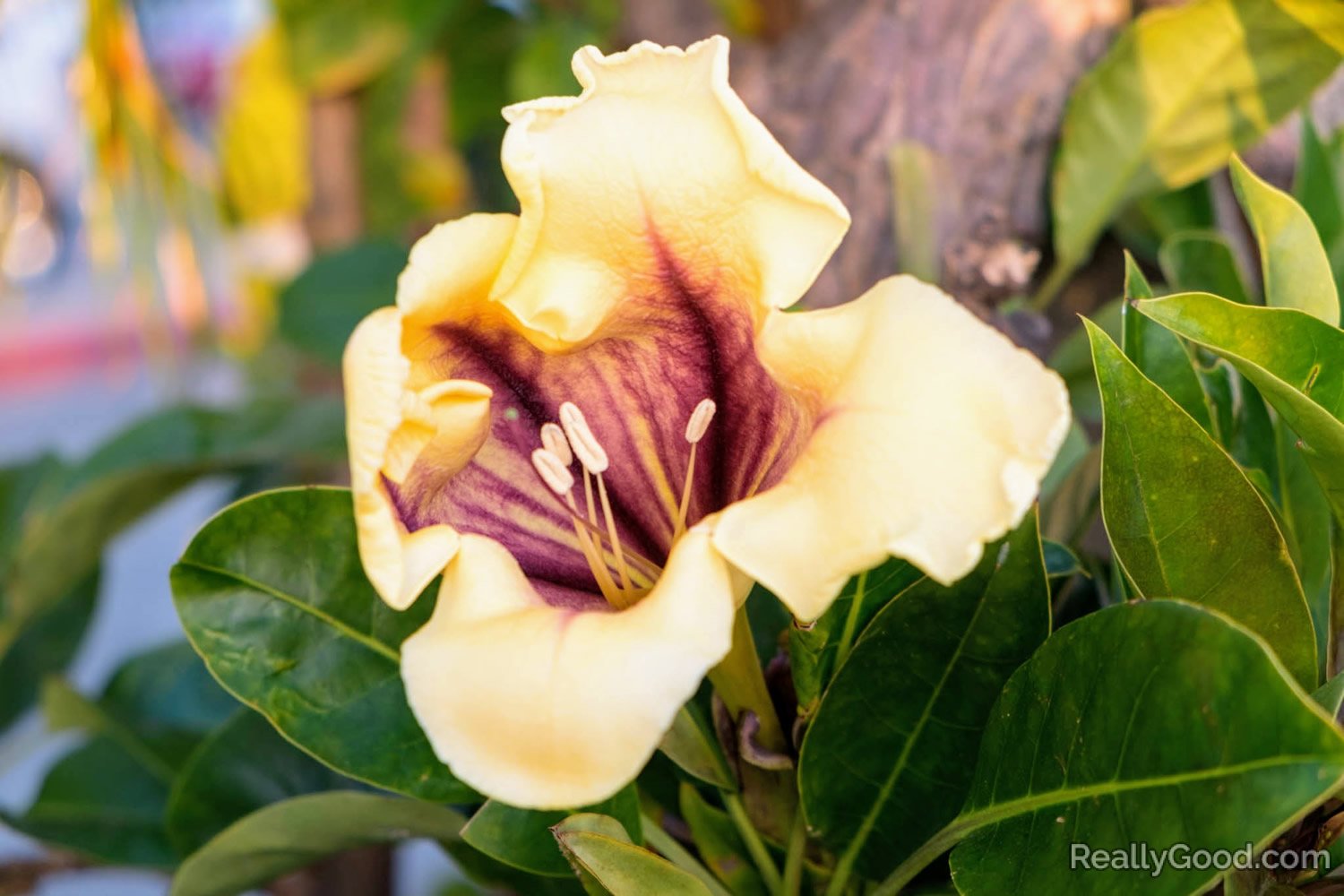 Solandra