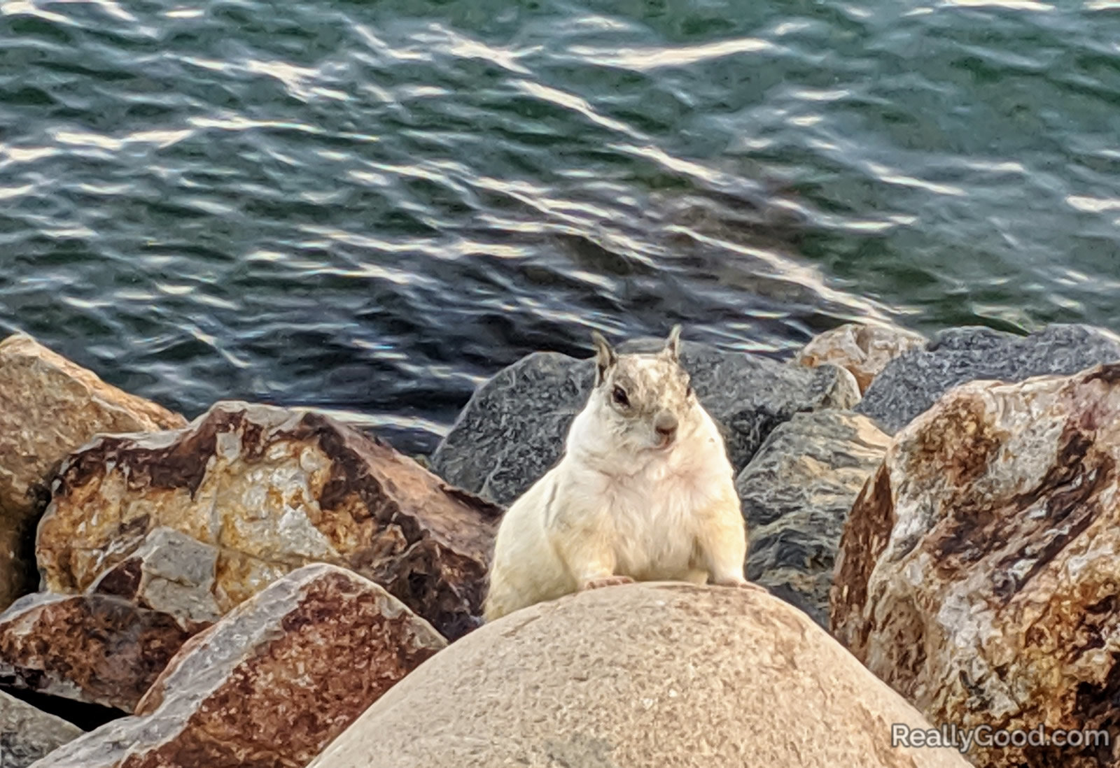 Squirrel