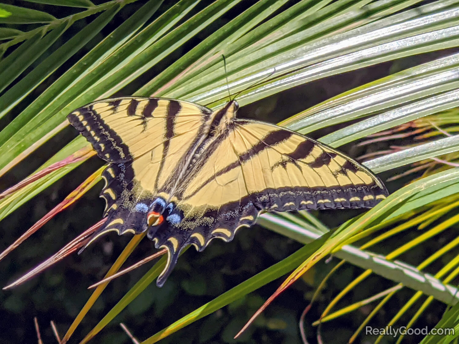 Western tiger swallowtail butterfly